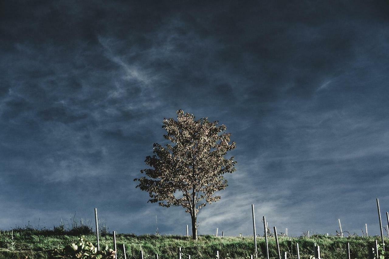 Winnica Agat Świerzawa Exteriér fotografie